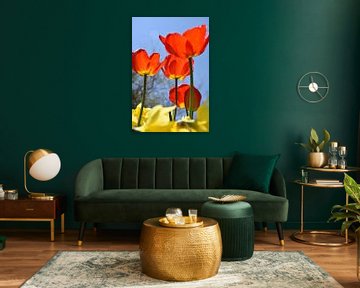 Tulips in the garden by Claude Laprise