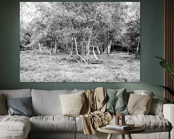 Birken auf der Heide in schwarz-weiß. von Alie Ekkelenkamp