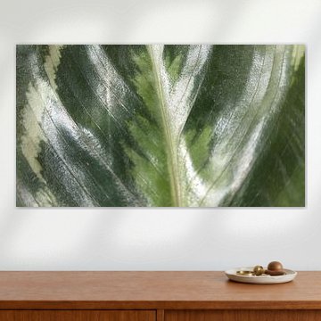 blad van een kamerplant