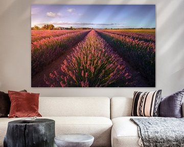 Lavendel bloemenvelden bij zonsondergang. Cecina, Toscane van Stefano Orazzini