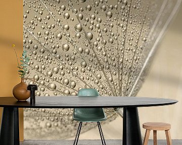 Abstraktion: Tröpfchen auf einer Samenkapsel eines Tragopogon (Morgenstern) von Marjolijn van den Berg