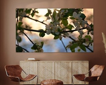 Fleurs de pommier d'un blanc tendre sur la branche sur Martin Köbsch
