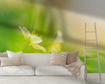 Bosanemoon tussen het groen van Karla Leeftink