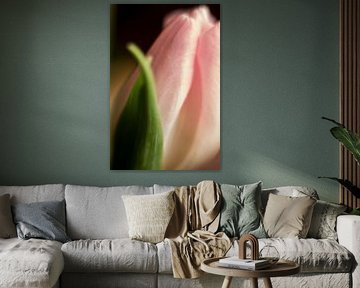 Powder pink tulip blossom by Petra Dreiling-Schewe