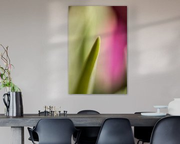 Dreamy pink behind green by Petra Dreiling-Schewe