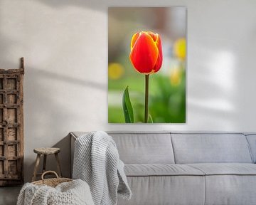 Kleurrijke tulp in volle bloei schilderij van De Muurdecoratie