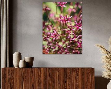 Allium Miami - close-up van Jessie Vermeer Art