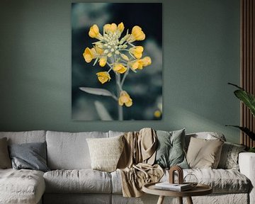 Brassica napus - Koolzaad bloem van Jessie Vermeer Art
