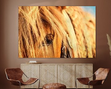 Oogpaard van Dieter Walther
