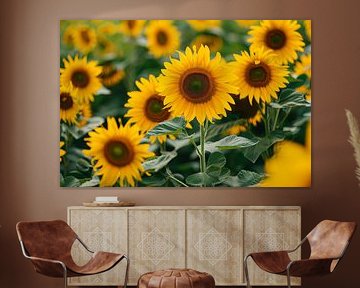 sunflowers