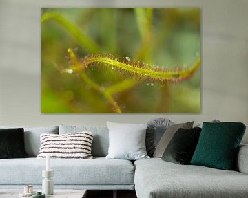 sundew with dewdrops