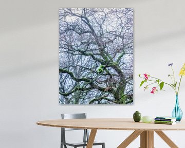Tree in fog