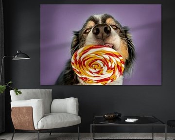 Grappige Australische herdershond met lolly voor paarse achtergrond