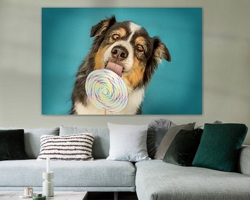 Grappige Australische herdershond met lolly