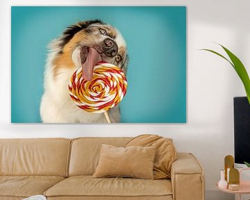 Grappige Australische herdershond met lolly