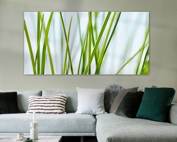Grass by Violetta Honkisz