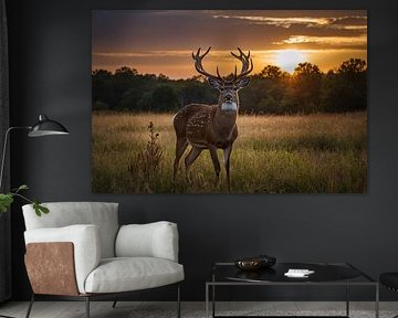 Belles biches au coucher du soleil dans la campagne sur Art & Soul Creations