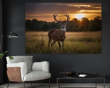 Prachtig hert bij zonsondergang in de natuur van Art & Soul Creations