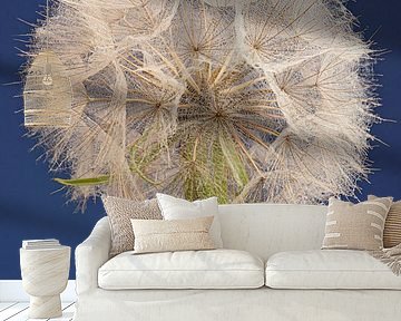 Blue... With a morning star (Tragopogon) by Marjolijn van den Berg