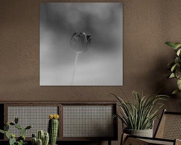 zwarte tulp tegen donkere bokeh  achtergrond van foto by rob spruit