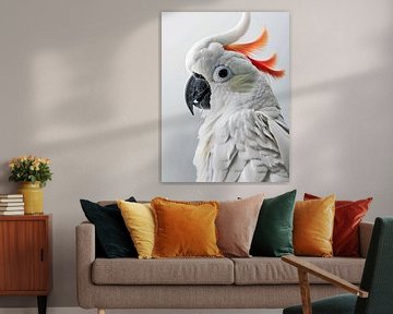 witte papegaai van haroulita