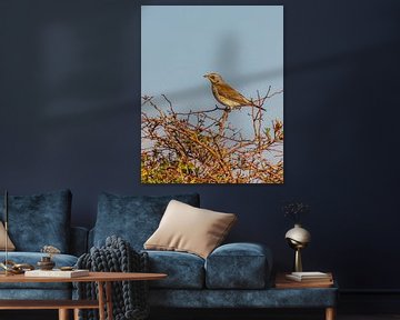 Kramsvogel van Dennis Barneveld