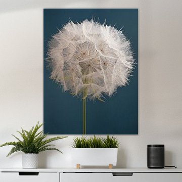 Morning star with petrol background by Marjolijn van den Berg