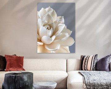 witte bloem van haroulita