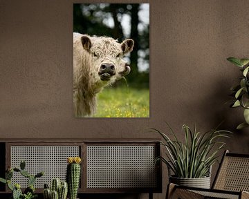 Knappe leuke bijna aaibare koe aan de muur, zie je ook die tweede..; van Sara in t Veld Fotografie