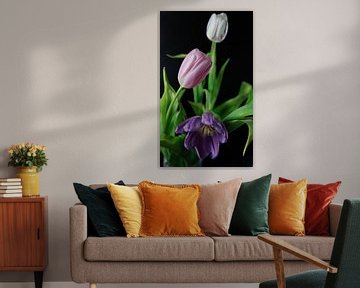 Tulpen in bloei paars, roze, wit van ingrid droog fotografie