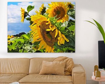 Sunflowers in the field by Anja Oosterwaal Fine Art Fotografie