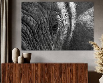 Eye of an Elephant by Kim Paffen