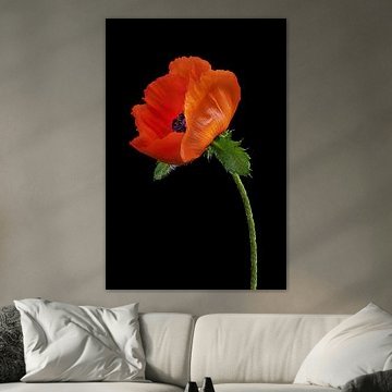 Poppy flower