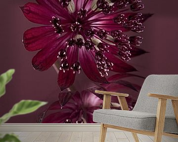 Violetter Seeländischer Knoten (Astrantia Major) auf einer spiegelnden Oberfläche von Marjolijn van den Berg