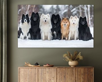 Gruppenfoto Hunde im Schnee