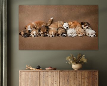 group photo dogs by Egon Zitter