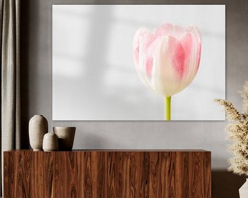 Wit met roze tulp