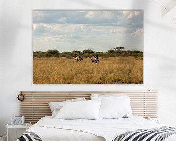 Chamois buck on the savannah