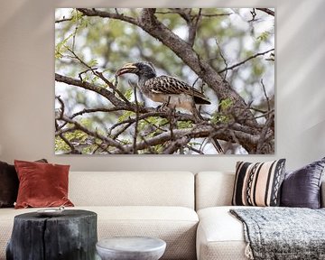 African hornbill