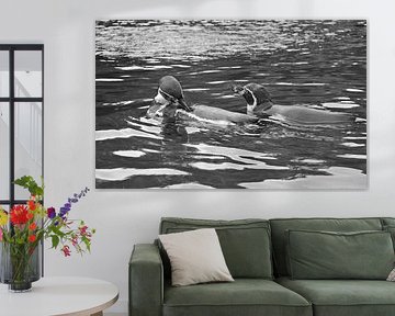 Penguins in black and white