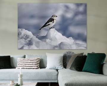 A snow bunting in winter by Claude Laprise