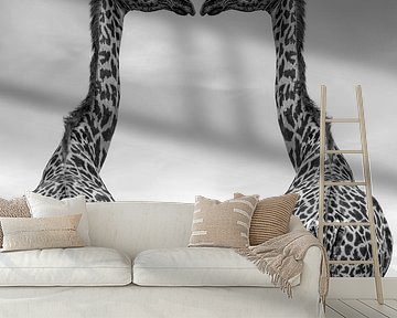 Giraffes black and white