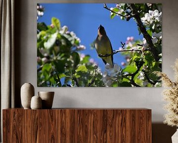 Een ceder waxwing in een appelboom van Claude Laprise
