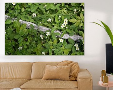 Wildflowers in spring by Claude Laprise