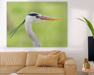 Blue heron portrait