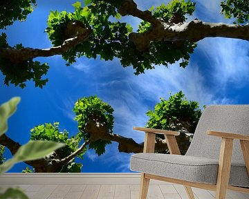 Plane or sycamore trees facing each other and growing towards each other by Studio LE-gals