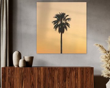 Palmboom in het avondlicht