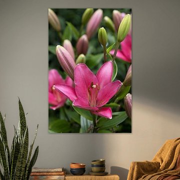 closeup of a lilium lily