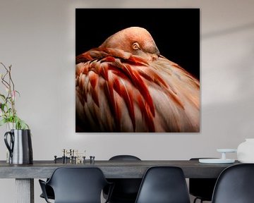 Flamingo diva 3 van Geert Huyskens Photography