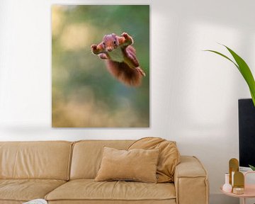 Jumping Squirrel 1